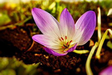 Blue Crocus in the evening