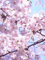 満開の桜　千鳥ヶ淵