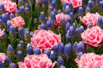 Flower bed with muscari and coral tulips. Pink tulips and blue muscari. Macro view