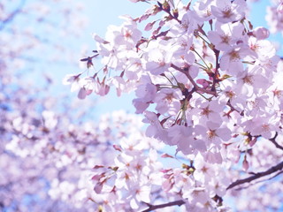 満開の桜　千鳥ヶ淵