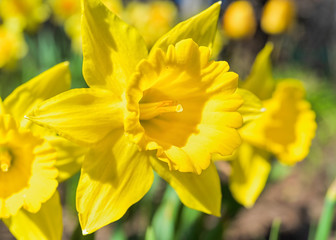 Brilliant yellow daffodils in the home garden.