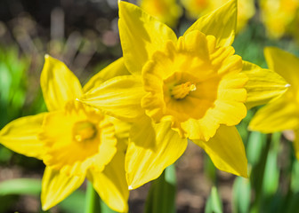 Brilliant yellow daffodils in the home garden.