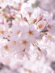 Obraz premium 満開の桜 千鳥ヶ淵