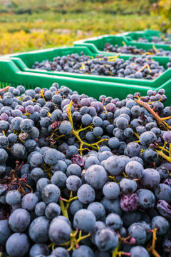 Croatia, Peljesac, Ston, Dubrava, Wine harvest of grape variety Plavac Mali