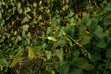 Trichosanthes dioica, also known as pointed gourd. It is a vegetable and plant with leaves in the field. It is a dioecious vine plant with heart-shaped leaves and is grown on a trellis.