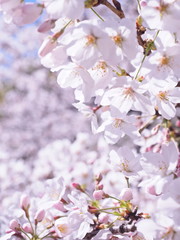 Obraz premium 満開の桜 千鳥ヶ淵