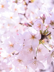 Obraz premium 満開の桜 千鳥ヶ淵