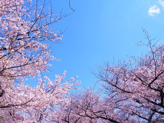 満開の桜　千鳥ヶ淵