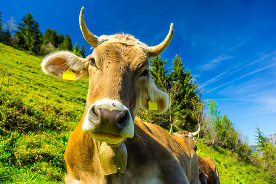 Germany, Bavaria, Allgaeu, Cattle, dairy cow, portrait