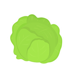 Fresh green cabbage vegetable isolated. Vector illustration in flat style