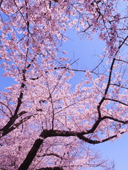 満開の桜　千鳥ヶ淵