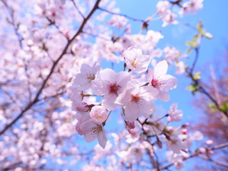 満開の桜　千鳥ヶ淵