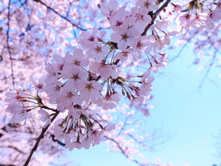 満開の桜　千鳥ヶ淵