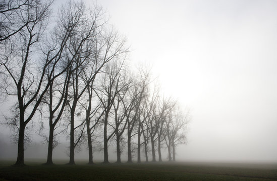 Austria, Mondsee, row of bare trees in morning mist