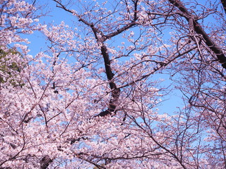 満開の桜　千鳥ヶ淵