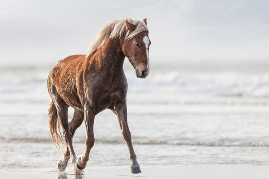 Brown horse running on a beach