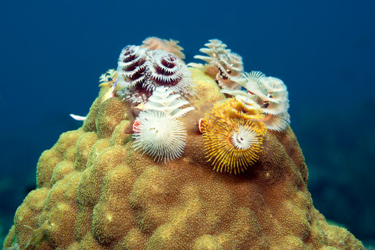 Caribbean, Antilles, Curacao, Westpunt, Christmas tree worm, Spirobranchus giganteus, on Brain coral in Caribbean Sea