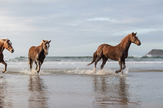 Brown horses running on a beach