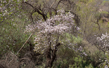 Gran Canaria, January