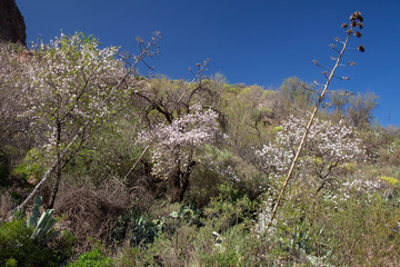 Gran Canaria, January