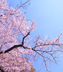 満開の桜　千鳥ヶ淵