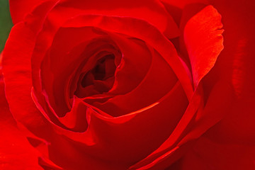 close up of red rose flower