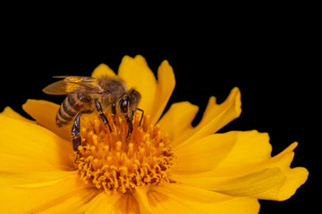 close up of bee on yellow flower isolated on black