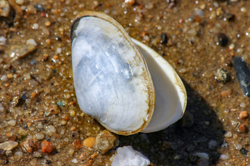 Fototapeta na wymiar Glistening Clam Shell