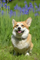 red corgi among blooming  irises