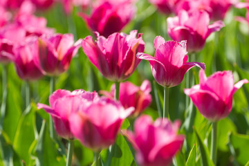 Blooming pink tulips