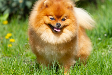 Naklejka na ściany i meble Fluffy Pomeranian dog on the green grass