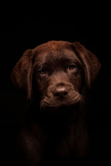 Three-month-old chocolate-colored labrador puppy with sequin bow tie on white background. Vertical image.