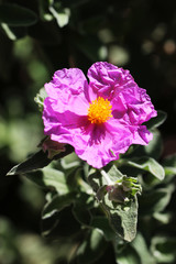 Fototapeta premium SW - FLORES 15