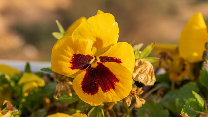 Closed view of small yellow with brown center pansy flower with dew