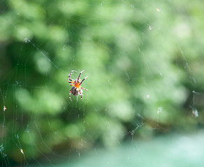 Large spider in spider web