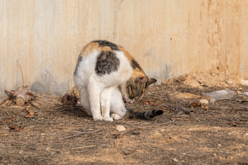 Naklejka na ściany i meble Spotted cat washes its left side
