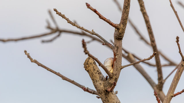 White snail sits on top of a bare tree branch