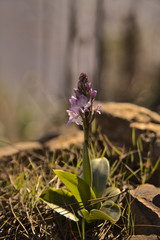 flora of Gran Canaria - Orchis patens flowering in Nature Park Tamadaba