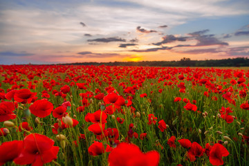 Fototapeta na wymiar Poppies on green field on summer sunset