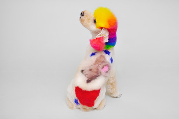 Isolated white poodle dog. Cute groomed poodle dog