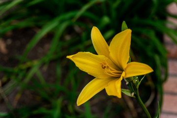 flor amarilla en la naturaleza