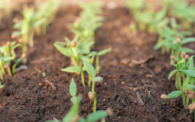 Eggplant sprouts in the soil of a greenhouse grown from seeds. Agriculture concept, agribusiness, environmental consumption, vegan