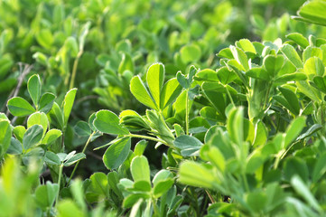 In the spring field young alfalfa grows