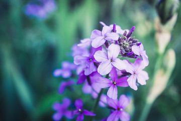 Fototapeta premium Hesperis matrolnalis flowers blooming in the garden. Selective focus. Shallow depth of field.