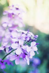 Hesperis matrolnalis flowers blooming in the garden. Selective focus. Shallow depth of field.
