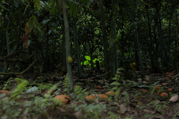 Dark cocoa jungle