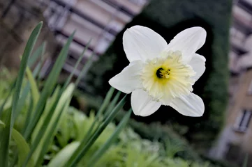 Wandaufkleber Einsame Narcisse © Stephan