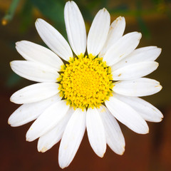 Fototapeta premium Macro Daisy