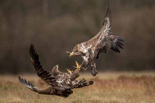 White tailed eagles fighting each other in flight with open wings