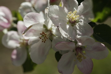 Fototapeta na wymiar kwiat jabloni